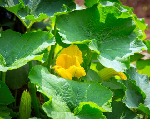 Naturalny eliksir wzmocni warzywa pod koniec sezonu. Do pomidorów, ogórków i cukinii jest niezastąpiony