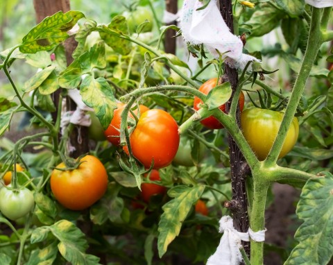 Dlaczego pomidory żółkną? Za mało wody i choroby grzybowe to nie wszystko