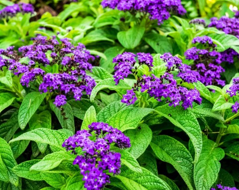 Rośliny, które pachną jak słodycze. Przyciągają nie tylko pięknem, ale i nietypową wonią