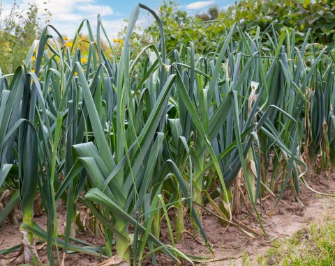 Zbierasz od jesieni do wiosny, rośnie nawet w donicy. Por Baca – siew, sadzenie i uprawa
