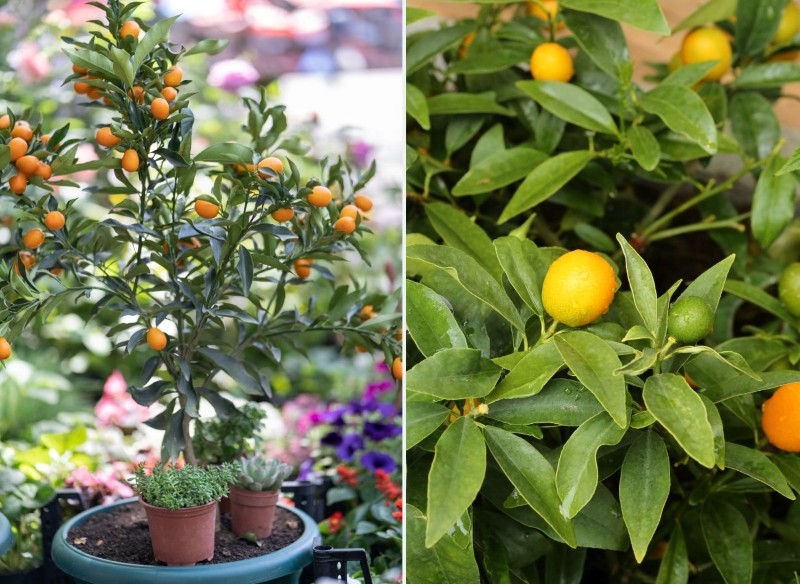 jak uprawiać kumkwat w doniczce