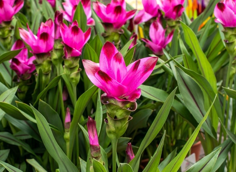 jak uprawiać kurkumę kwiat