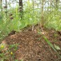 Pozostałe, Arboretum Gródek - polskie Malediwy. - Tutejsi pracowici mieszkańcy:)