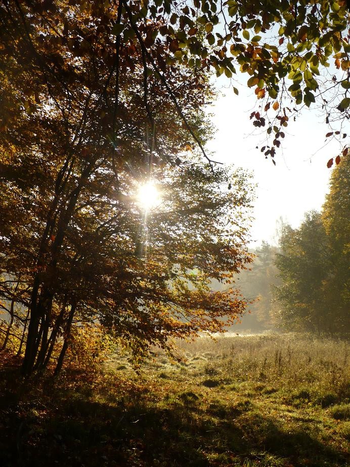 Pozostałe, Kolorowo listopadowo ............. - ............i słonko........