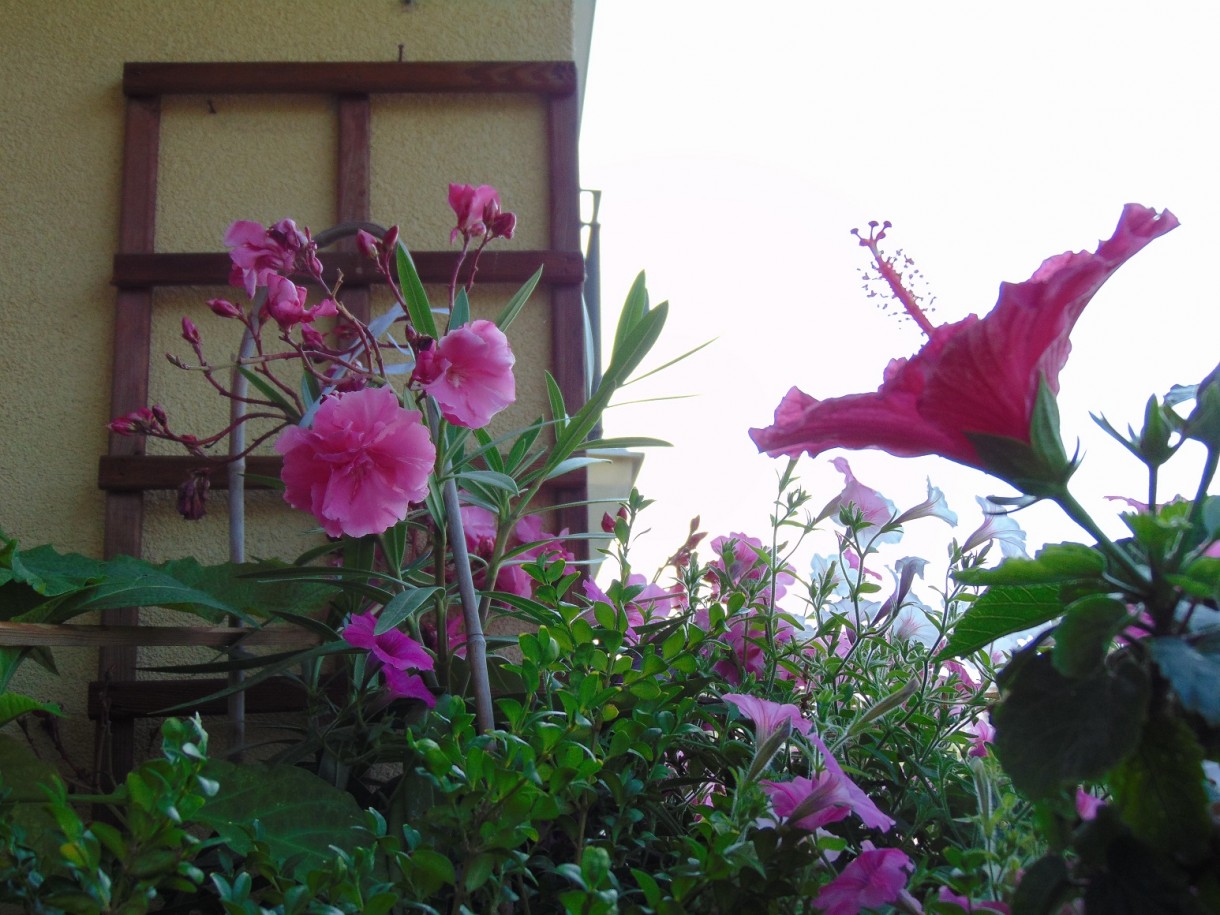 Rośliny, Pełnia lata ............... - ................zakwitł hibiskus.............