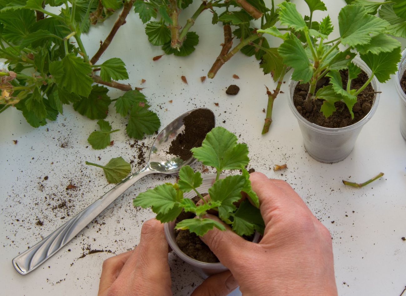  Prosty sposób, by mieć cały parapet w pelargoniach. Zacznij już teraz