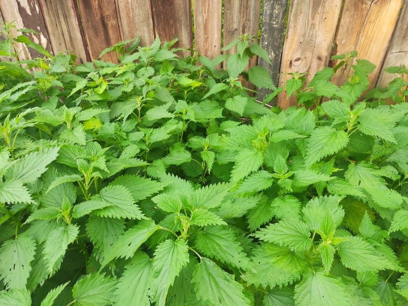 Z pokrzyw przygotujmy odżywczą gnojówkę do róż.