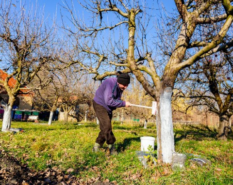 Bielenie drzew – tradycja czy konieczność. Czy trzeba bielić młode drzewa owocowe?