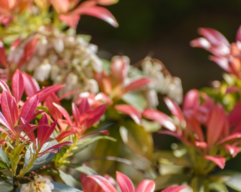 Pieris japoński (Pieris japonica)