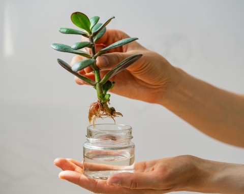 Całkowicie naturalny aktywator korzeni robię z popularnej rośliny. Przy okazji podlewam nim kwiaty