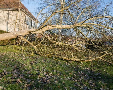 Tych drzew nie sadź w pobliżu domu. Przyciągają pioruny i niszczą instalacje