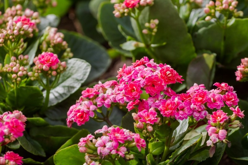 jak wygląda kalanchoe Blossfelda