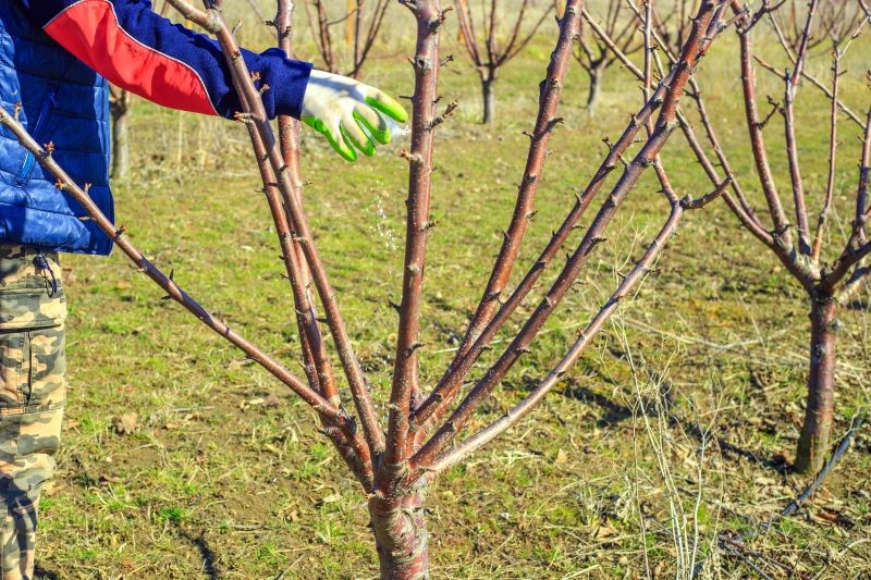 Do zasilenia drzew owocowych możemy skorzystać z naturalnych lub sztucznych nawozów.