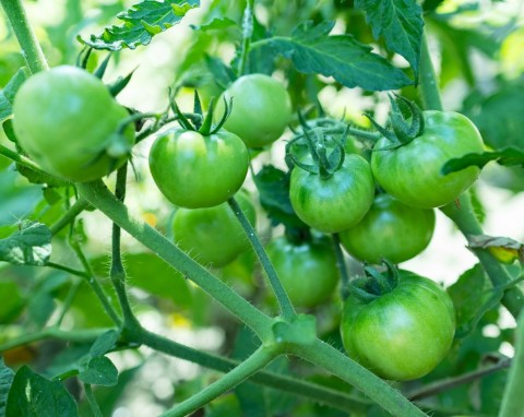 Oprysk z sody na pomidory - czy rzeczywiście pomaga na choroby grzybowe? Wszystko, co musisz wiedzieć