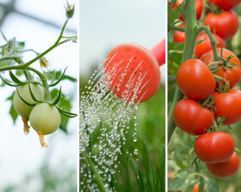 Podlewanie pomidorów podczas kwitnienia. Czy sama woda wystarczy, by pomidory zawiązały dużo owoców?