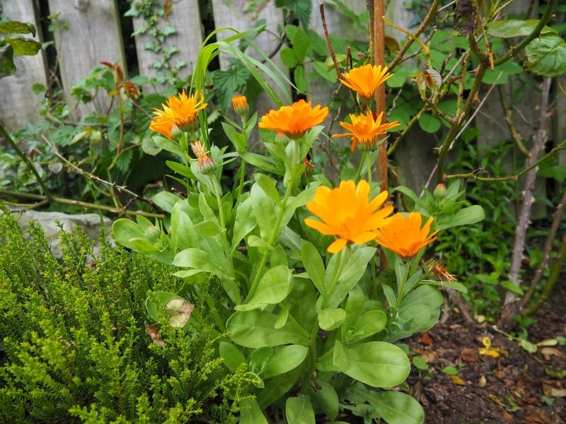 W każdym ogrodzie warto znaleźć miejsce na nagietki.