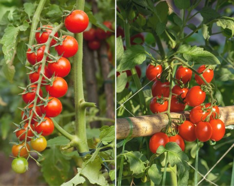 Pomidory koktajlowe - 9 najlepszych odmian. Soczyste, słodkie i dają dużo owoców