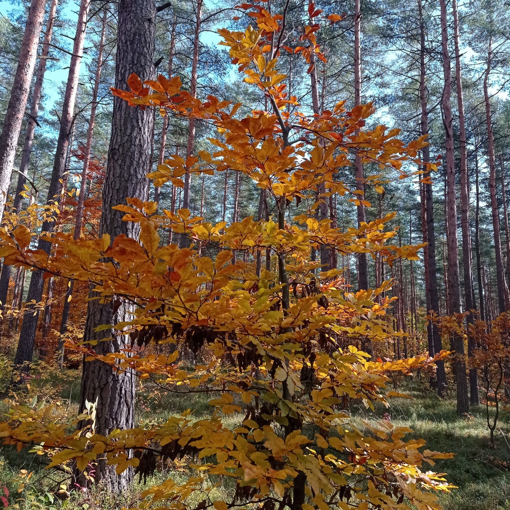 Leśne klimaty, Jesienny las