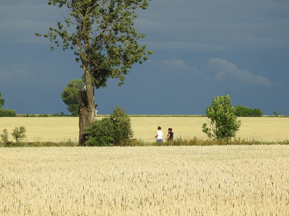 Rośliny, W GÓRĘ SKRZYDŁA ...CZ 1.