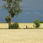 Rośliny, W GÓRĘ SKRZYDŁA ...CZ 1.