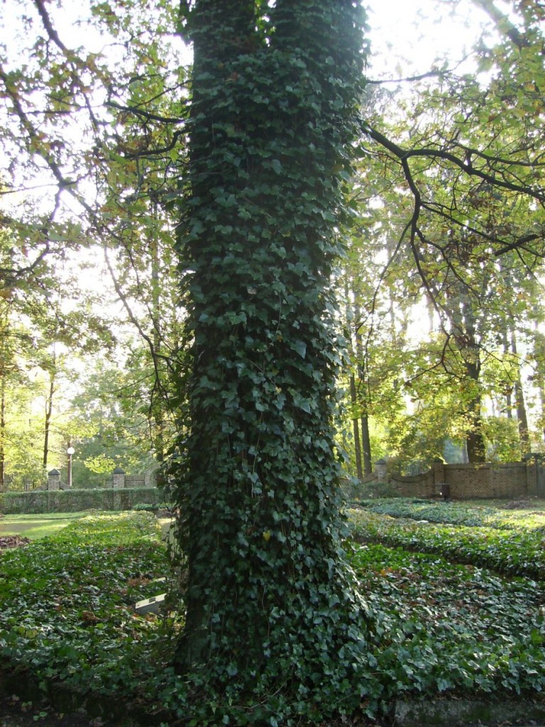 Pozostałe, ALEJAMI  PRZEZ  PARK  MIEJSKI