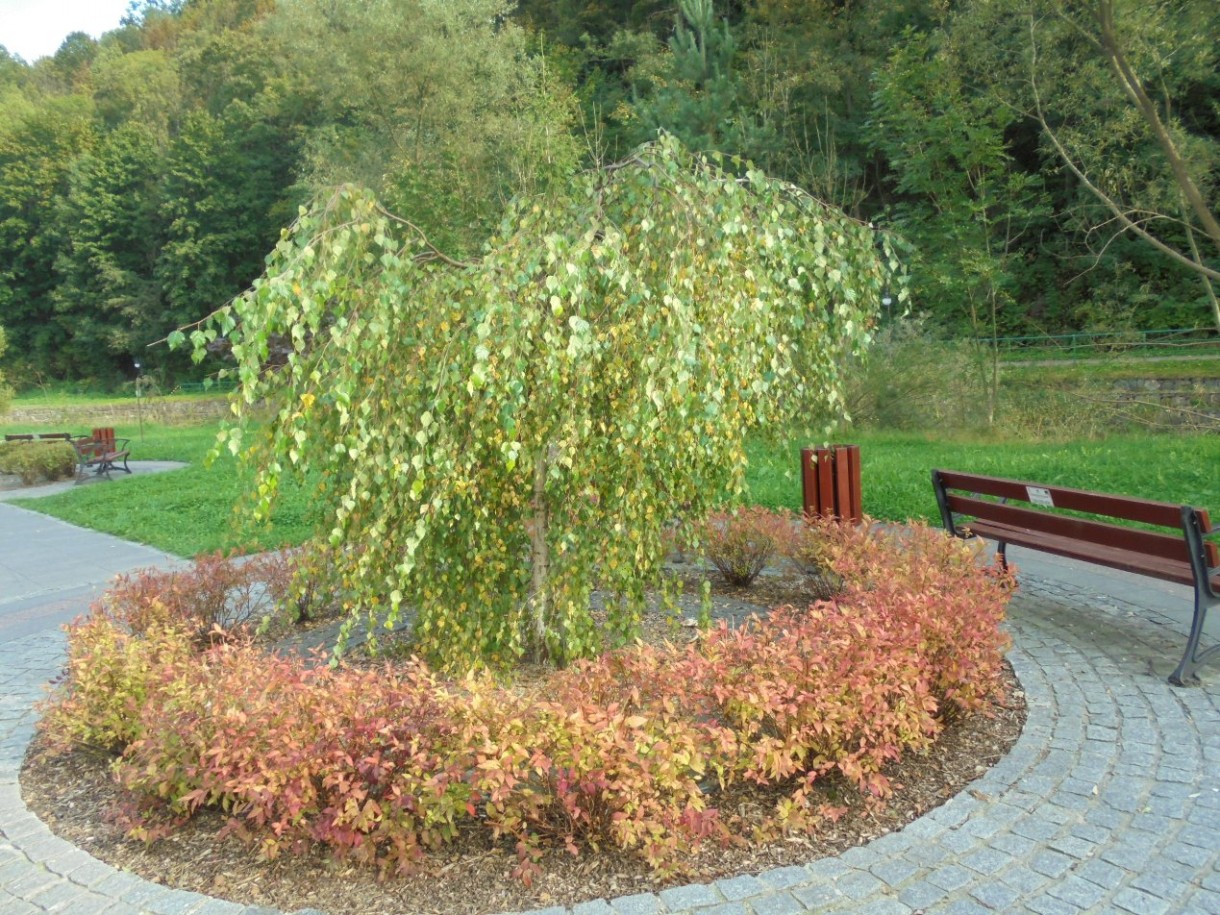 Pozostałe, FLORA i FAUNA  SZCZAWNICKA  - II część