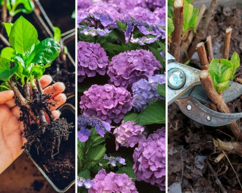 Rozmnażanie hortensji. 5 sposobów na więcej zjawiskowych kwiatów w ogrodzie