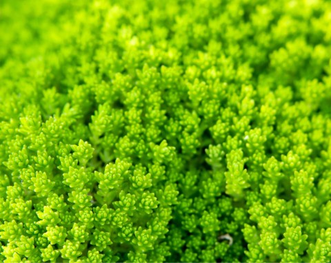 Rozchodnik ościsty (Sedum reflexum)