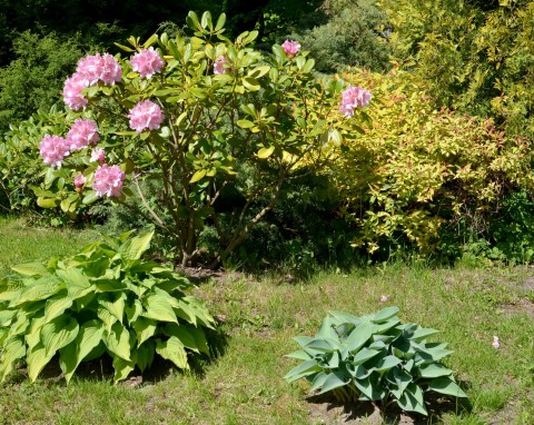 Z czym posadzić rododendrony? Mają dobry wpływ na krzew i ładnie się komponują