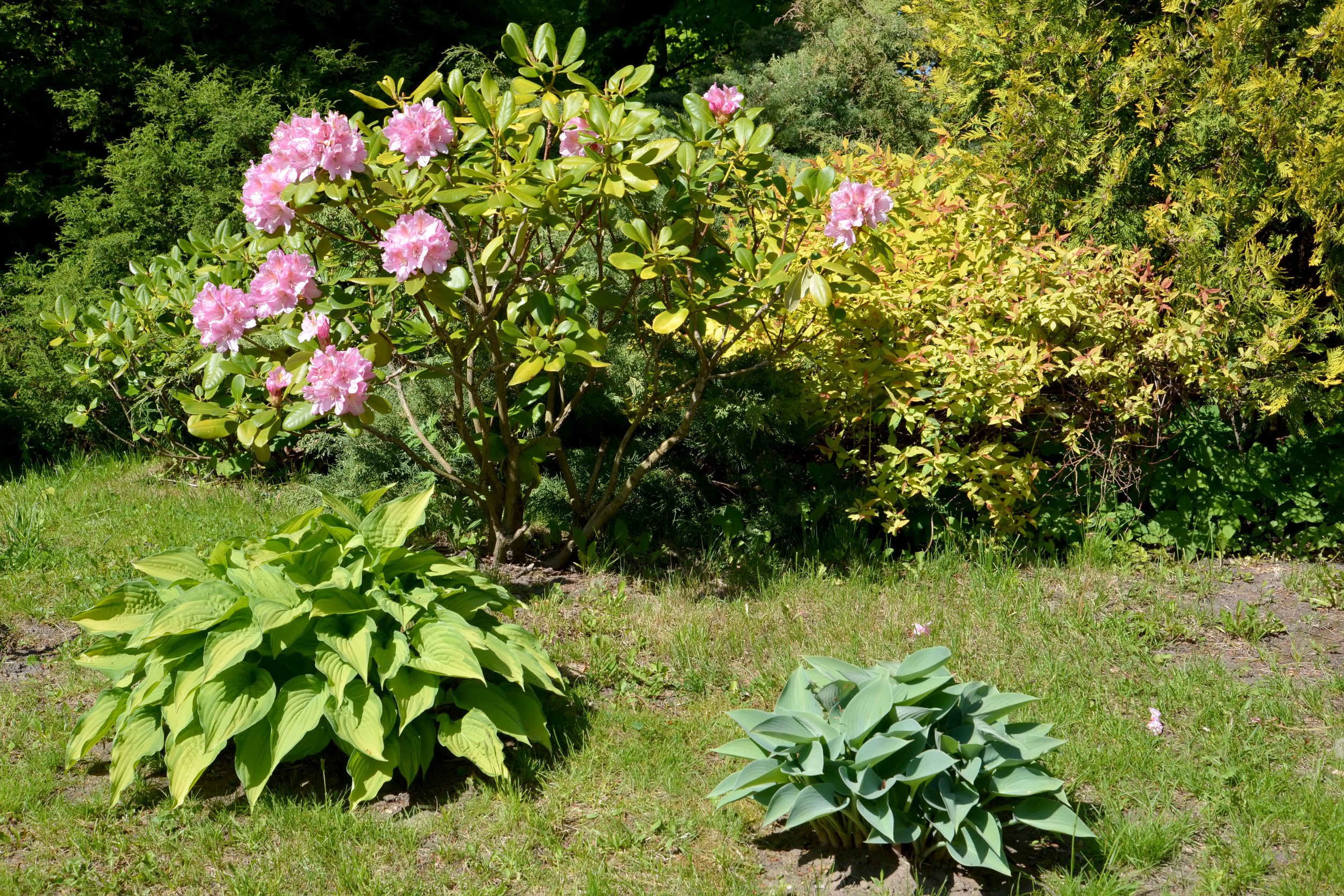  Przy nich rododendron mocno kwitnie. Koniecznie posadź na jesień