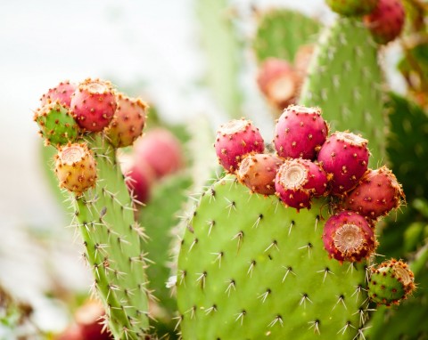 Przegląd najciekawszych kaktusów na parapet