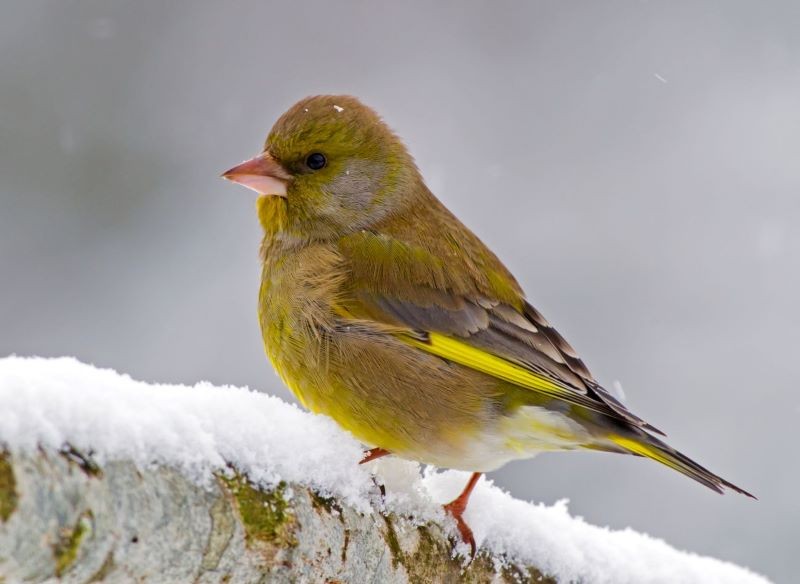 Żółtozielone upierzenie jest charakterystyczne dla dzwońców.
