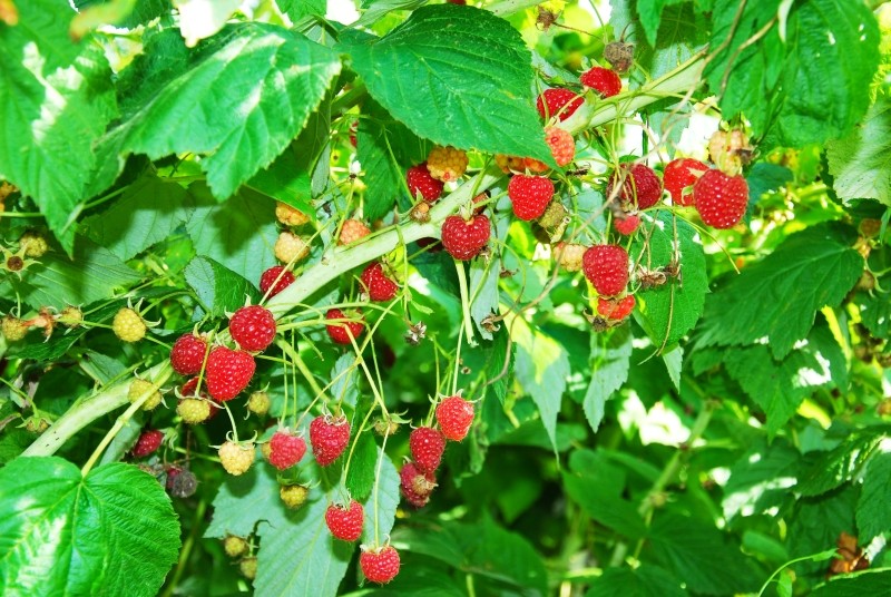 jak dbać o maliny latem