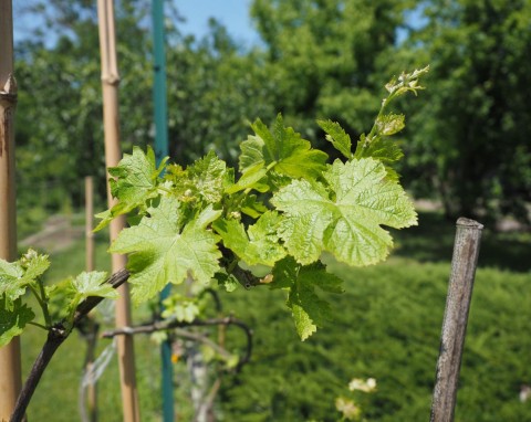 Pielęgnacja winogron w czerwcu, gdy wypuszczają wąsy. Jak wzmocnić owocowanie?