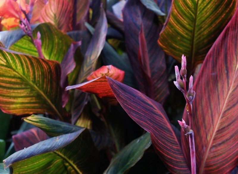 Niektóre odmiany kanny mają purpurowe liście.