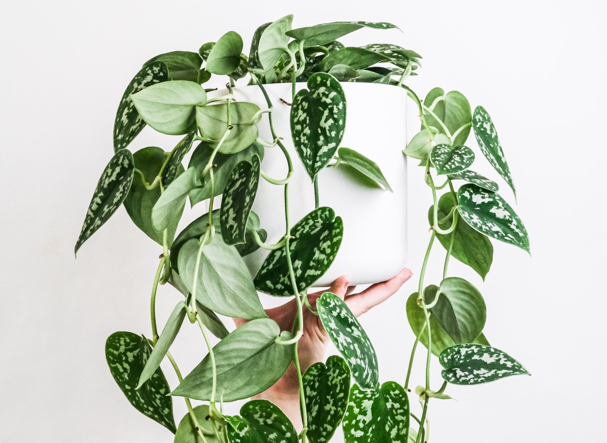 Scindapsus: domowe pnącze podobne do bluszczu