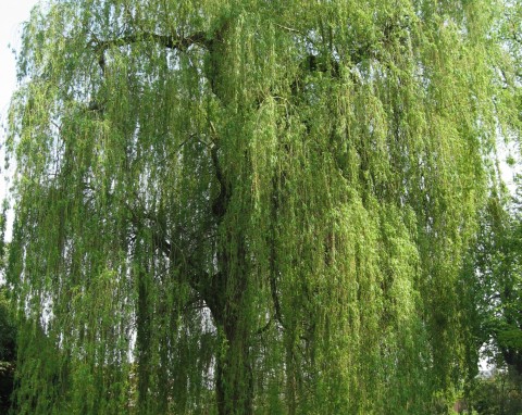 Wierzba płacząca (Salix x sepulcralis ‘Chrysocoma’)