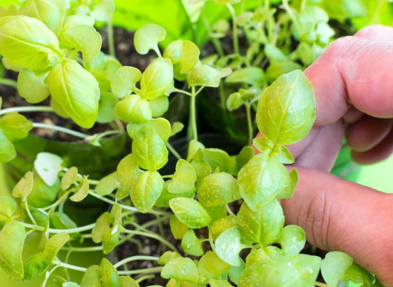 Zabieg uszczykiwania służy również niektórym ziołom.