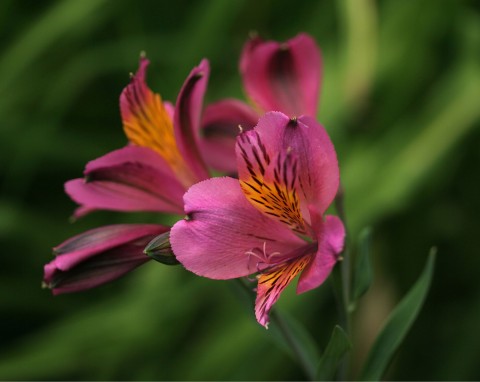 Alstroemeria „River Valley”