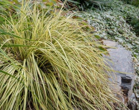 Turzyca (Carex)