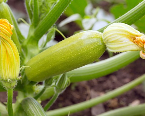 Warzywa w ogrodzie - papryka, patison i wysiew szpinaku