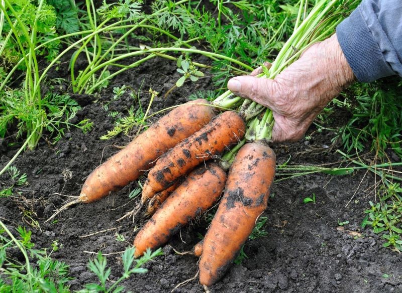 Błędy w uprawie sprawiają, że zawartość cukrów w marchewce spada.