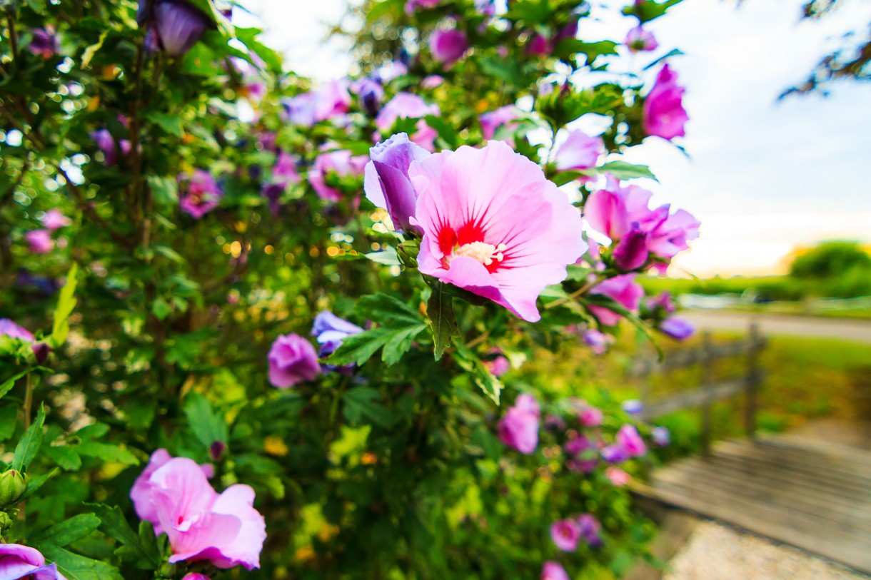 Pozostałe, TOP10 Kwitnących krzewów ogrodowych - HIBISKUS OGRODOWY Hibiscus syriacus 