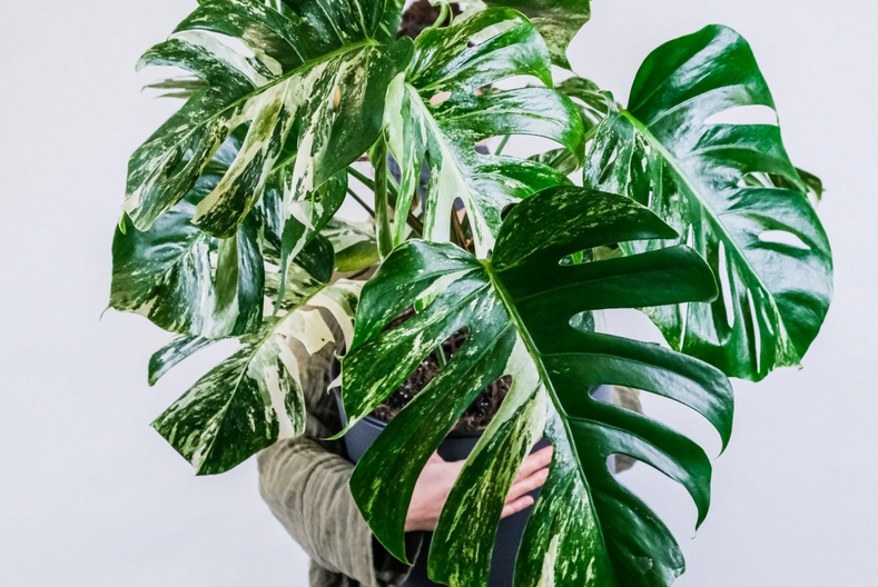 monstera