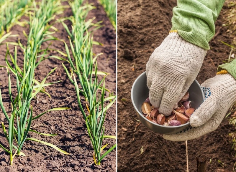 sadzenie czosnku jesienią