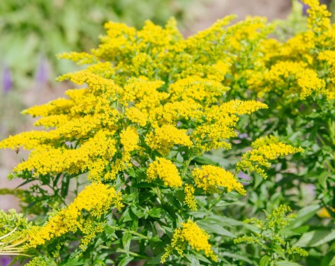 Nawłoć pospolita (Solidago virgaurea)