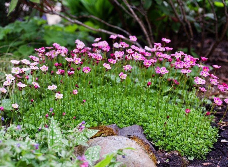 Kwiaty skalnicy Arendsa wznoszą się nad rozetami liści.