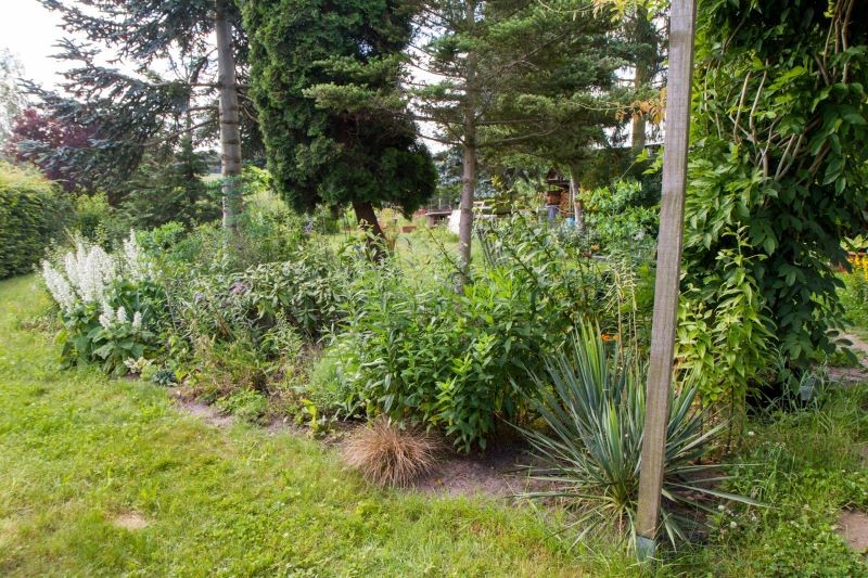 Jeśli przytniemy rośliny w nieodpowiednim terminie, możemy im zaszkodzić.