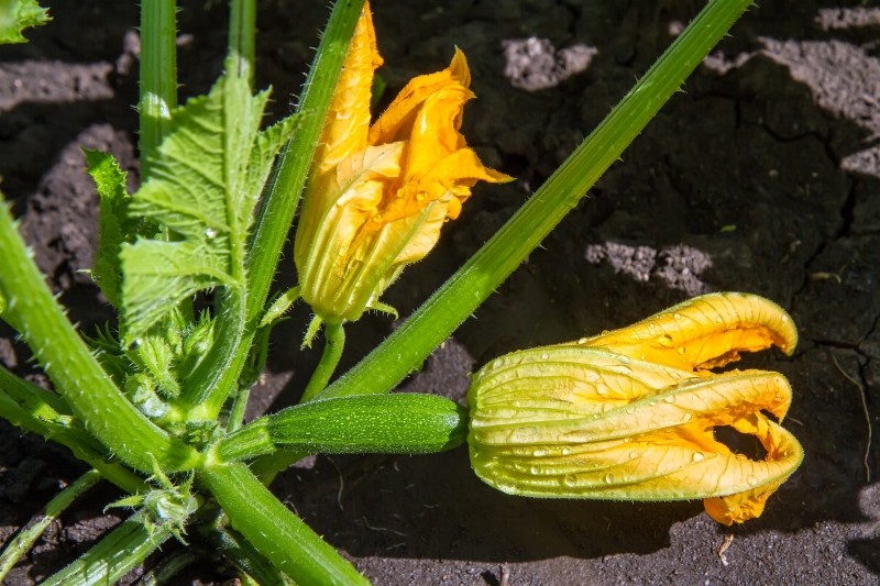 dlaczego cukinia ma puste kwiaty