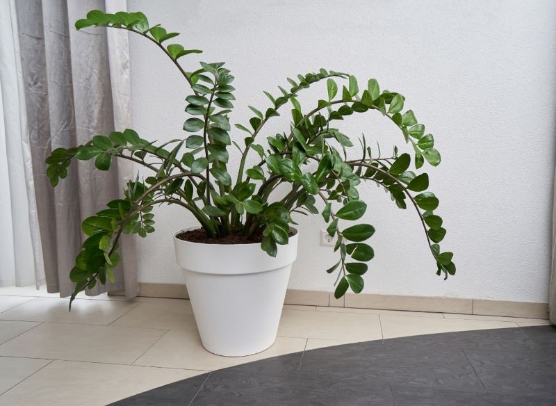 Zamiokulkas nie jest wymagający pod względem warunków uprawy.